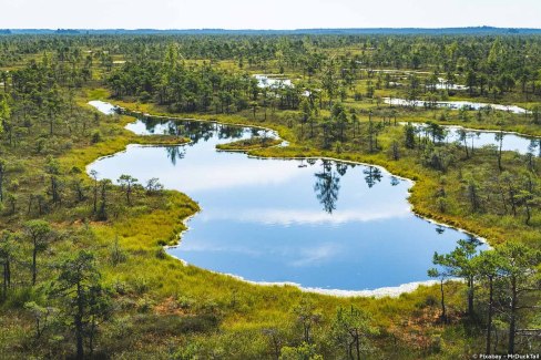 Paysage de forêt et de marais typique de Lettonie