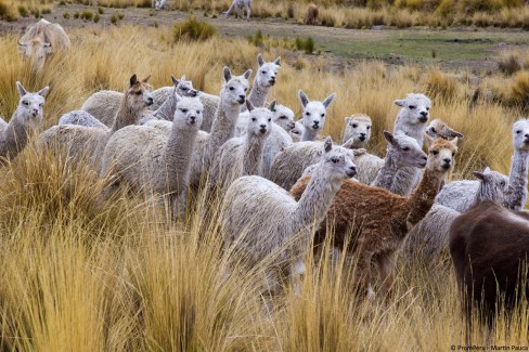 Alpacas-WEB