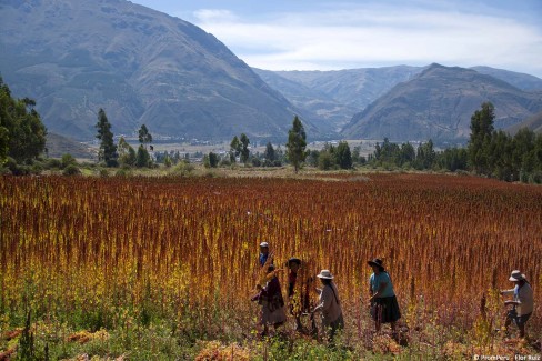 Cosecha-de-quinoa-WEB