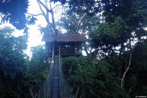 Cabane perchée dans les arbres en Amazonie