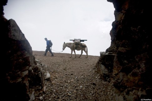 Une mule de portage durant un trekking