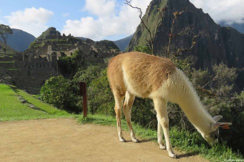 Pérou - Lama au Machu Picchu