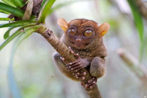 Tarsier