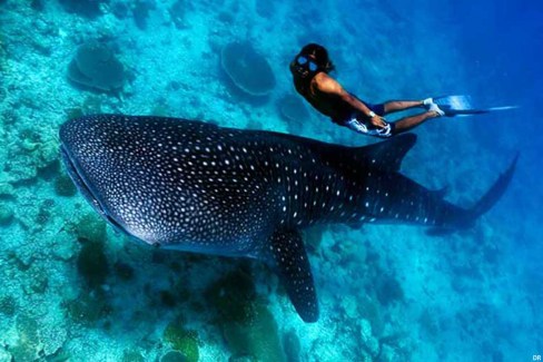 fantasy-activities-whale-shark-watching-web