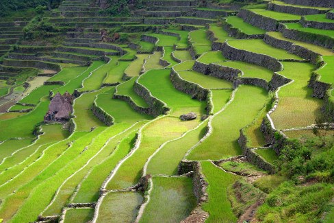 Rizières en terrasse dans la région de Banaue au nord de l'ile de Luzon