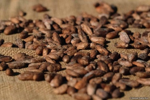Culture de cacao à Puerto Rico