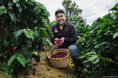 Culture de café en hacienda à Puerto RIco