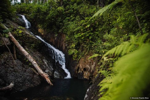 Cascade dans la forêt tropicale d'El Yunque