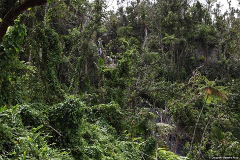 Forêt tropicale d'El Yunque