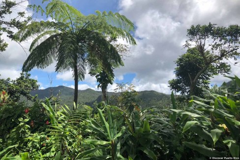 Forêt d'El Yunque