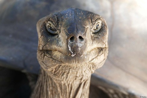 Tortue géante d'Aldabra sur l'île de Praslin