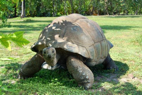 Tortue géante des Seychelles