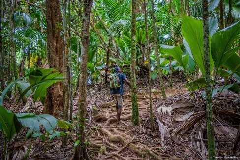 Randonnée facile en forêt sur l'île de Praslin aux Seychelles