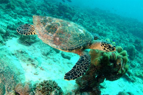 Nager avec des tortues à Praslin