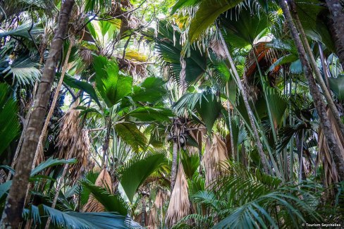 Balade dans la forêt de la Vallée de Mai sur l'île de Praslin