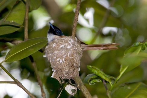 Faune-oiseaux-seychelles