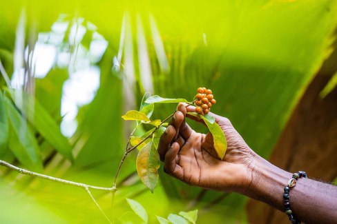 Effluves des épices en randonnée sur l'île de Mahé aux Seychelles