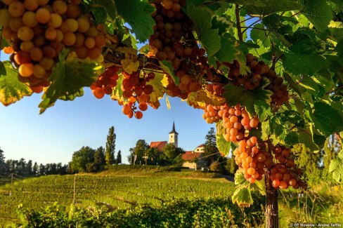 Vignobles de Jeruzalem