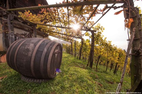 Vendanges dans la région de Štajerska