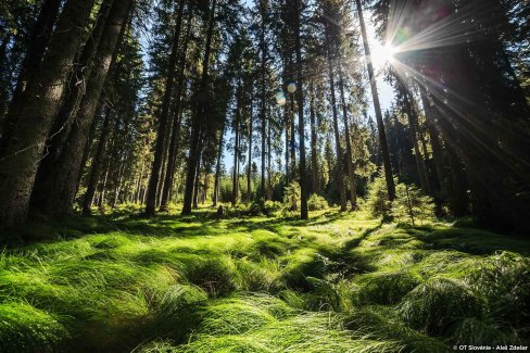 Forêt de Pokljuka
