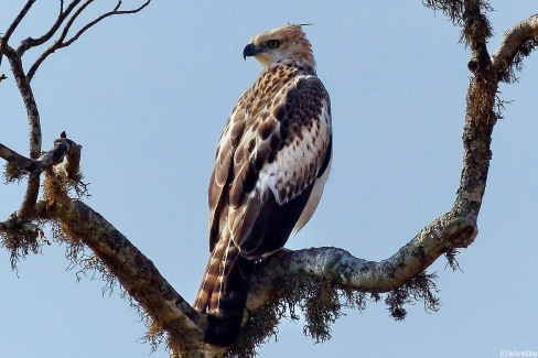 1-Aigle-ParcDeYala-Schnobby-web