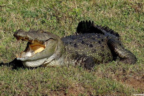 11-Crocodile-parc-de-Yala-Schnobby-web