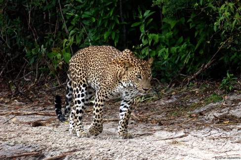 12-Leopard-parc-de-Wilpattu-GJayaweera-web