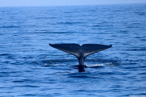 2-BaleineAuLargeCotes-sri-lankaises-SailLankaCharter-web