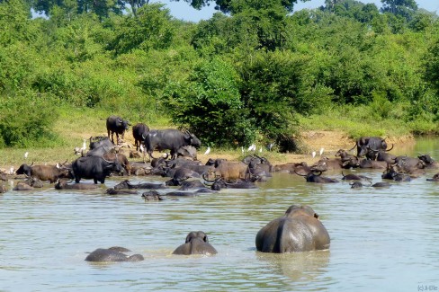 3-BufflesEtElephants-ParcDUdaWalawe-Ji-Elle-web