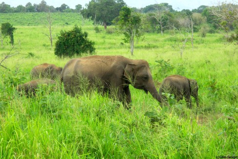 5-FamilleDElephants-parc-dUda-Walawe-GGeorget-web