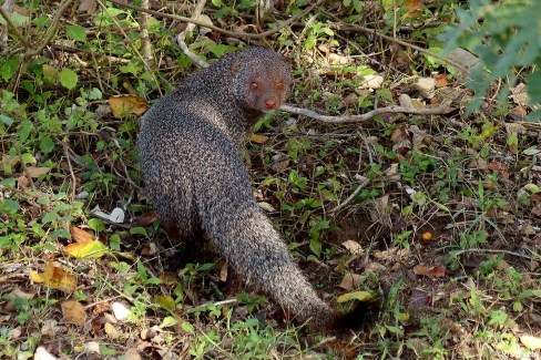 8-Mangouste-parc-de-Yala-Schnobby-web