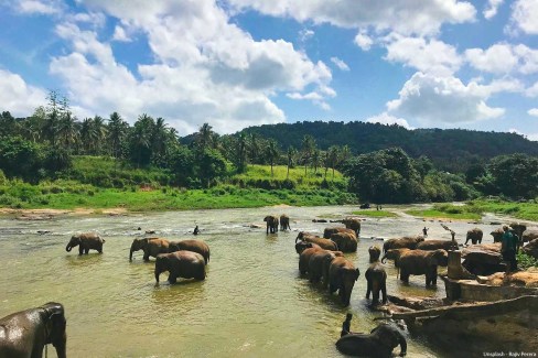 Rajiv-Perera-unsplash-Elephants-prenant-leurs-bains-a-Rambukkana-web