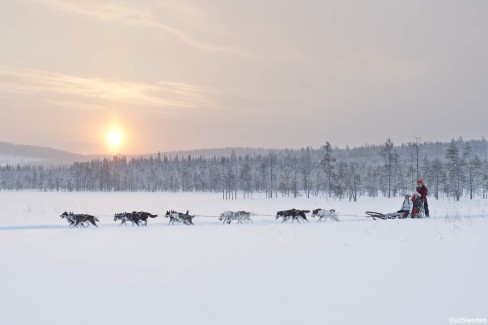 Aventure en traineau à chiens, Laponie suédoise