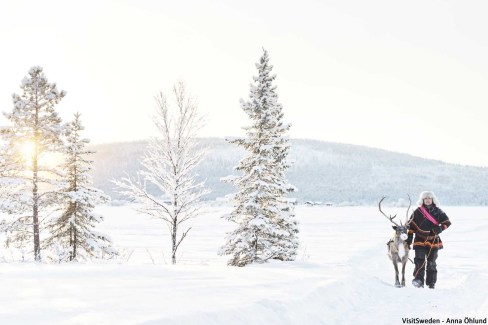 5-reindeer-Visit-Sweden-Anna-Ohlund-imagebankswedense-web
