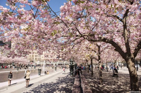 Parc de Kungsträdgården, Stockholm