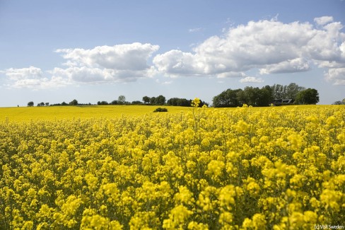 1-VisitSweden-miriam_preis-canola_flower