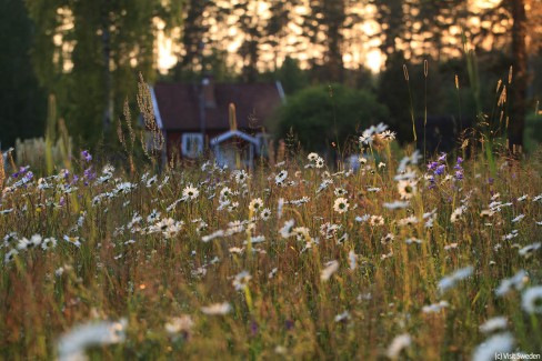 3-VisitSweden-jonas_forsberg-red_cabin