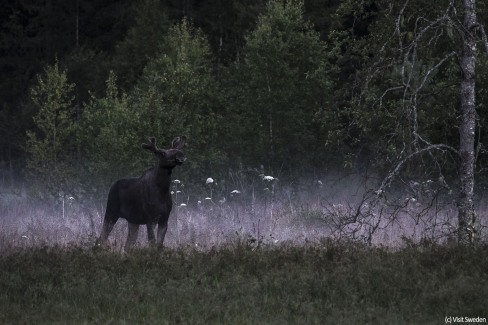 9-VisitSweden-anders_tedeholm-moose_at_dawn