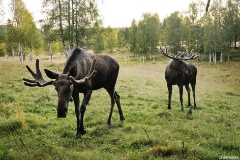 11-VisitSweden-sara_ingman-moose