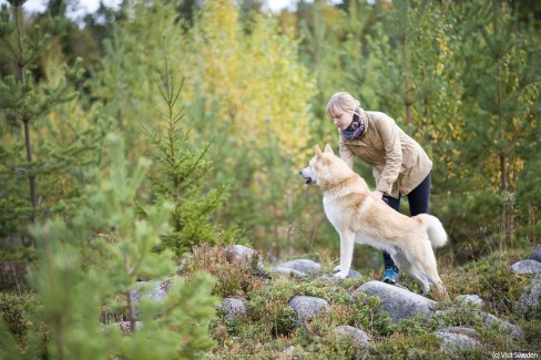 7-VisitSweden-guillaume_de_basly-a_walk_with_the_dog