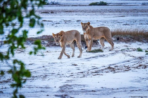 Lions sur la plage dans le parc national de Saadani