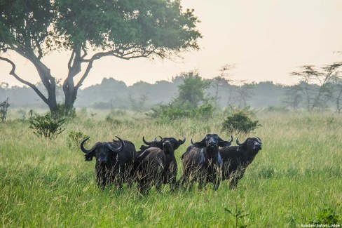 Buffles dans le parc national de Saadani en saison verte