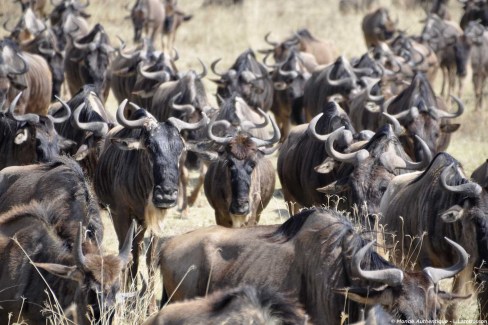 La migration des gnous dans le Ngorongoro