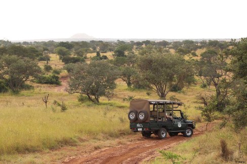 Safari en saison verte dans le centre du parc du Serengeti en juin