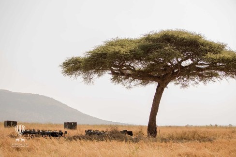 Petit déjeuner de brousse au cœur de l'été dans le Serengeti