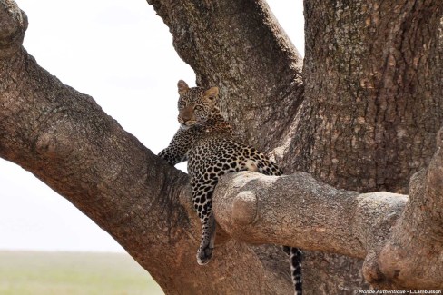Observation des félins dans le Serengeti