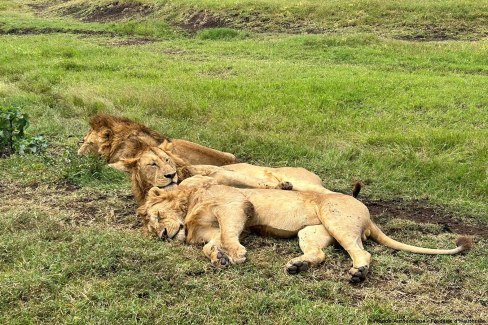 Sieste des lions en saison verte dans le Serengeti