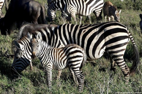 Safari en Tanzanie : famille de zèbres