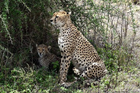 Safari en Tanzanie : famille de guépards