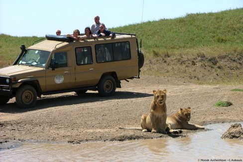 Observation des lions en famille en Tanzanie